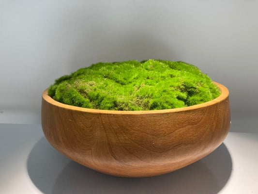 home decor pot moss