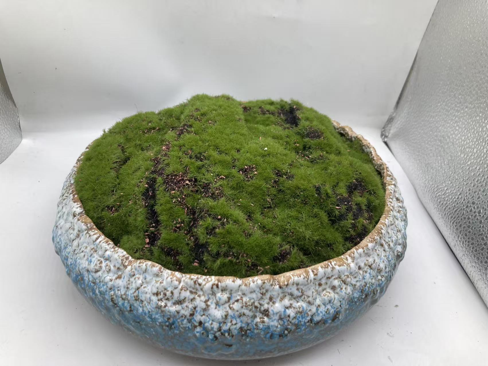 Concrete Moss Pot – Modern Desktop Decoration (Style 1)