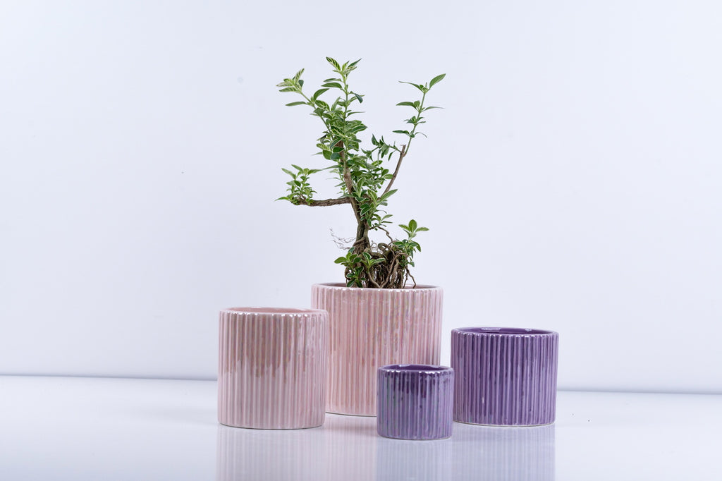 Ceramic Flower Pot – Elegant Home & Garden Planter