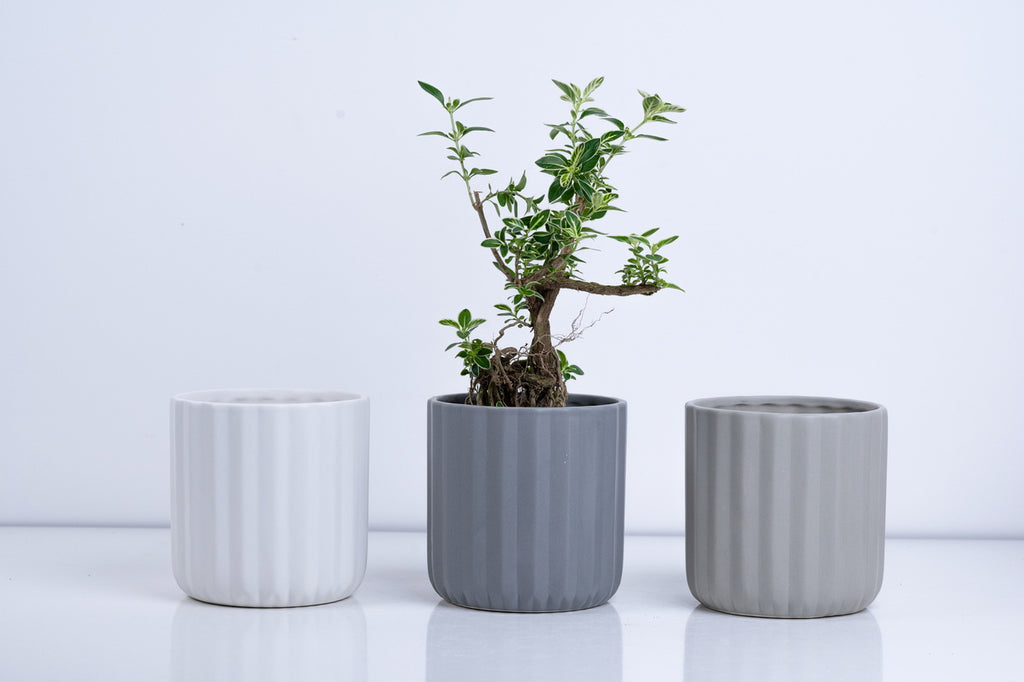 Ceramic Flower Pot – Elegant Home & Garden Planter